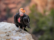 Grand Canyon National Park 
