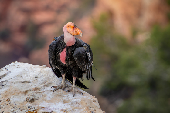 Grand Canyon National Park 