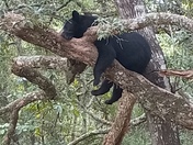 Apalachicola National Forest