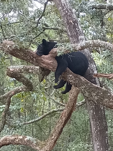 Apalachicola National Forest