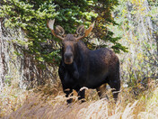 Brainard Lake Recreation area