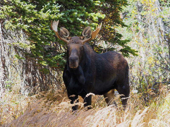 Brainard Lake Recreation area