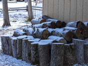 Winter Waiting by the Woodshed