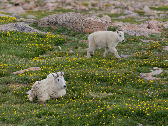 Mt. Evans