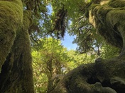 Olympic National Park