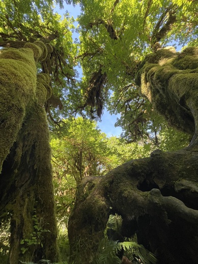 Olympic National Park
