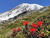 Mt. Rainier National Park