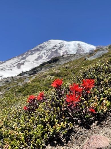 Mt. Rainier National Park