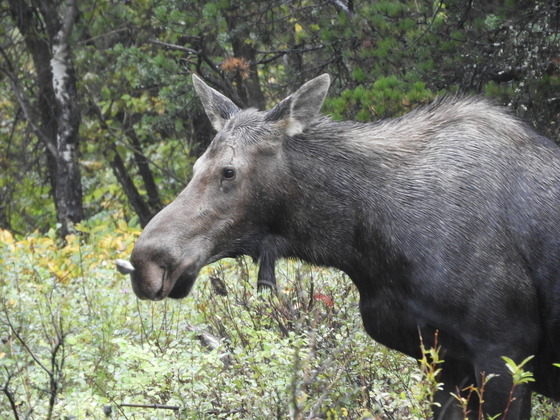 Glacier National Park