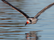 St. Marks National Wildlife Refuge