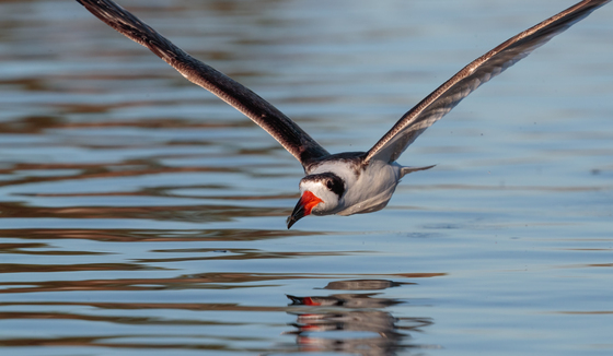 St. Marks National Wildlife Refuge