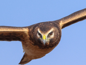 Female northern harrier 