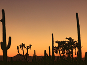 Saguaro National Park West