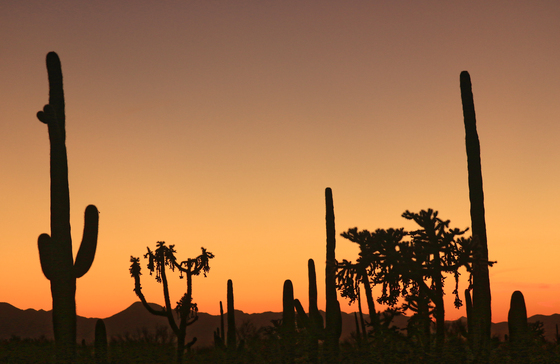Saguaro National Park West