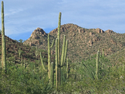 Saguaro National Park West