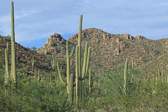 Saguaro National Park West
