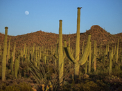 Saguaro National Park West