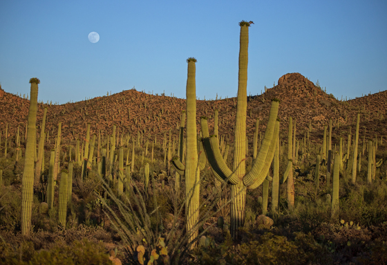 Saguaro National Park West