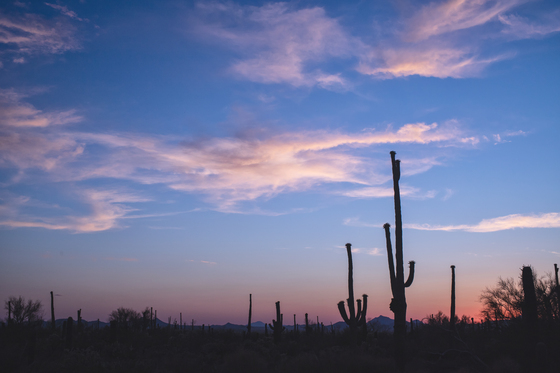 Saguaro National Park West
