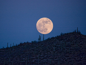 Saguaro National Park West