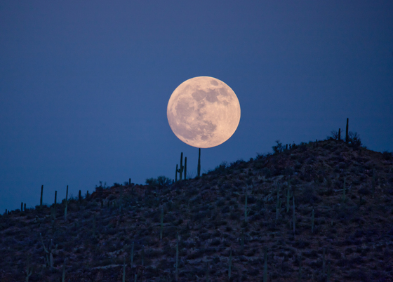 Saguaro National Park West
