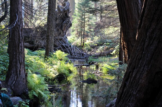 Sequoia National Park