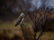 Curious Short Eared Owl