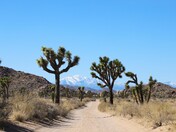 Joshua Tree National Park
