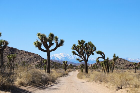 Joshua Tree National Park