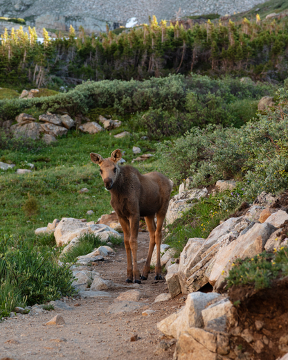Brainard Lake Recreation Area