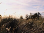 Gila National Forest