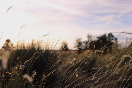 Gila National Forest