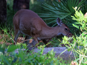 Okefenokee National Wildlife Refuge