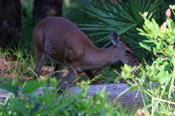 Okefenokee National Wildlife Refuge