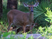 Okefenokee National Wildlife Refuge