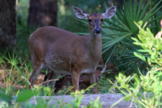 Okefenokee National Wildlife Refuge