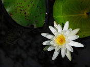 Okefenokee National Wildlife Refuge