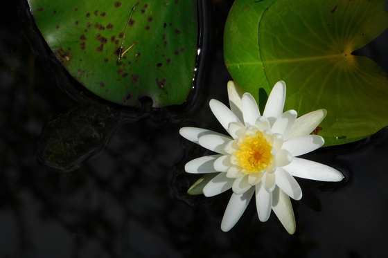 Okefenokee National Wildlife Refuge
