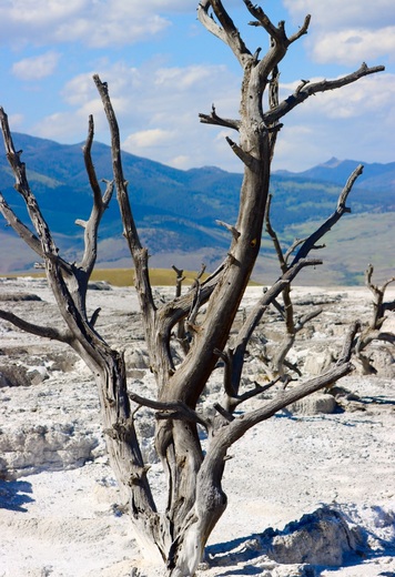 Yellowstone National Park