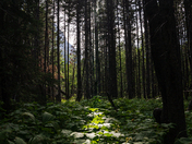 Glacier National Park