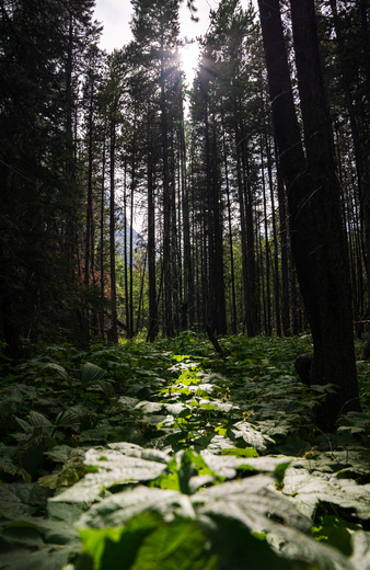 Glacier National Park