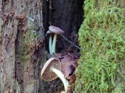 Mt. Baker-Snoqualmie National Forest