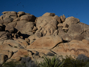 Joshua Tree National Park