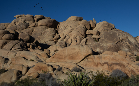 Joshua Tree National Park