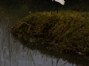 Goleta Slough Ecological Reserve