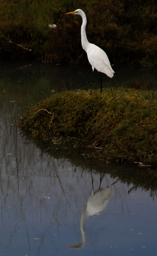 Goleta Slough Ecological Reserve