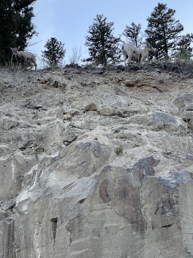 Yellowstone National Park