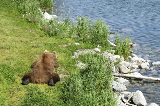 Katmai National Park