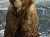 Katmai National Park