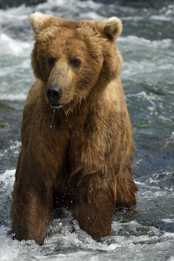 Katmai National Park